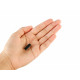 CIRCUITO INTEGRADO 74HC164N - Thumb 4