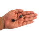 Mini alto-falante plug para PC - Thumb 4