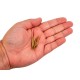 Dimens&otilde;es Pogo Pin P156-B - Thumb 4