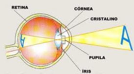 Globo ocular